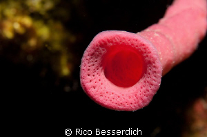 Candy ? ( no, it's not a piece of candy....it's a sponge ... by Rico Besserdich 